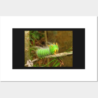 Imperial Moth Caterpillar 2 Posters and Art